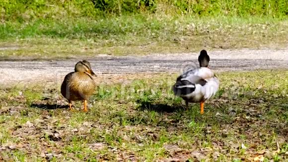 成年鸭野鸭与雌性竞争野生动物竞争追求视频的预览图