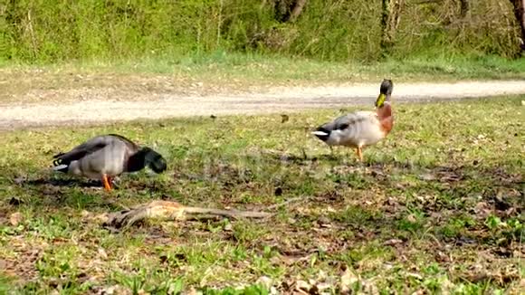 成年鸭野鸭与雌性竞争野生动物竞争追求视频的预览图