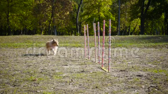 科利犬在公园进行敏捷性训练时跑回转视频的预览图