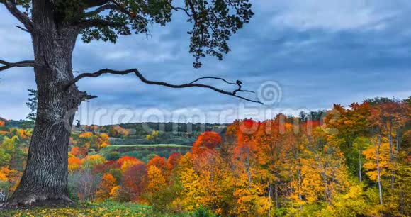 4秋季景观的K时程秋天公园里五颜六色的树叶视频的预览图