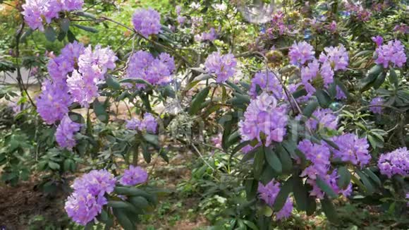 春天的灌木丛上盛开的百合花和下一朵吹肥皂泡视频的预览图