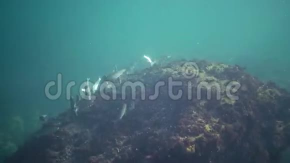 黑海鱼骡子游过藻类的灌丛视频的预览图
