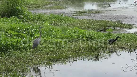 鸟类在湿地里为鱼而战视频的预览图