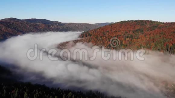 神奇而多彩的秋天在喀尔巴阡山乌克兰晨雾笼罩着山林视频的预览图