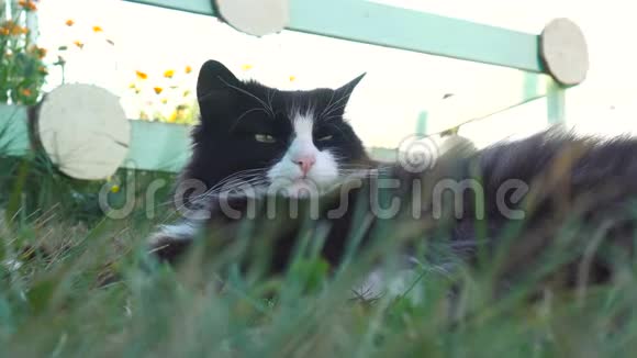 黑白猫躺在草地上打哈欠视频的预览图