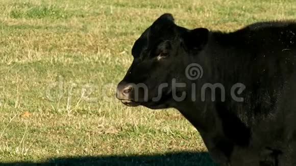 黑安格斯牛晴天在牧场放牧的一种动物视频的预览图