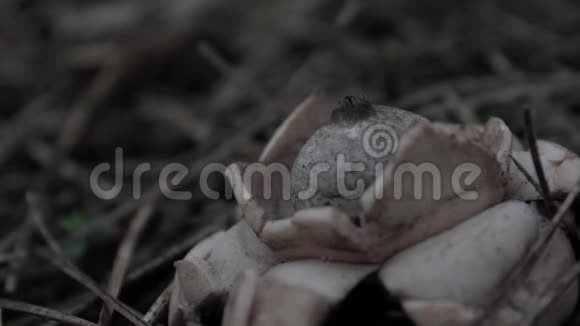 蘑菇在孢子喷发视频的预览图