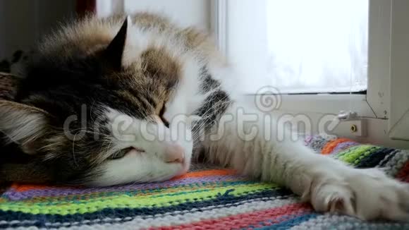 挪威森林猫打瞌睡试图睡觉有时睁开眼睛看声音在哪里视频的预览图