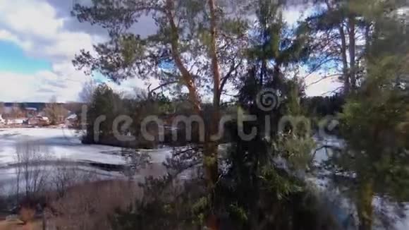 春天一个冰冻湖背景上的三棵松树视频的预览图