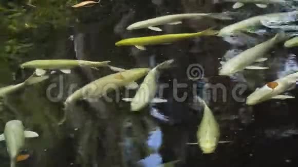 池塘里五颜六色的鱼视频的预览图