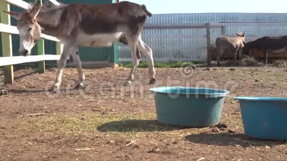 农场用木栅栏靠近牧场放牧的驴群视频的预览图