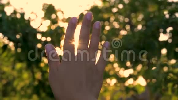 女人的手在花园的夕阳下用手指触摸阳光视频的预览图
