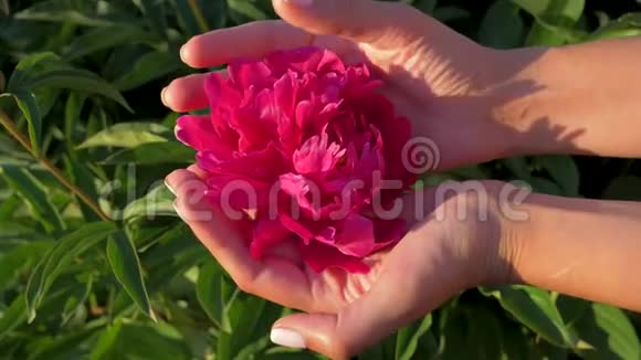 特写女人的手握在手心慈爱地抚摸着手指的红花视频的预览图
