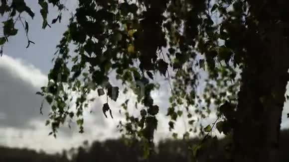 秋天或夏天的桦树叶子视频的预览图