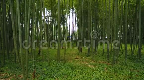 神奇的竹林高耸的常青草高耸入云自然独特视频的预览图