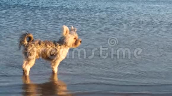 沙滩上狗的慢镜头视频的预览图