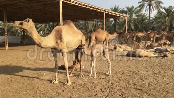 一只小骆驼喝妈妈牛奶巴林的骆驼农场视频的预览图