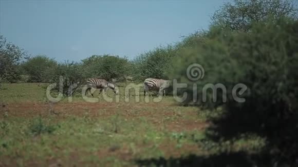 在非洲一个阳光明媚的日子里一群斑马在田野上互相跟随野生动物视频的预览图