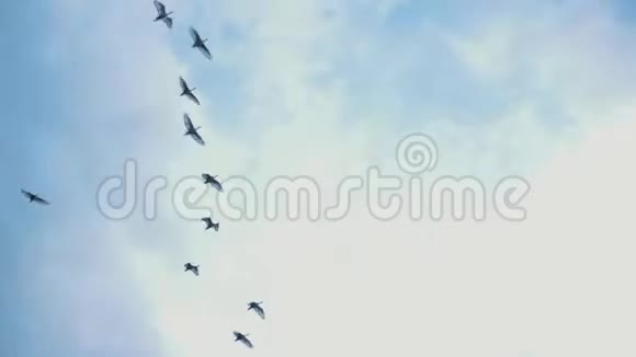 一群鸟在阳光明媚的日子飞过蓝天野生动物视频的预览图