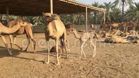一只小骆驼喝妈妈牛奶巴林的骆驼农场视频的预览图