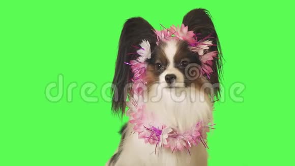 位于鲜花花环上的美丽的狗帕皮龙正在与绿色背景下的摄像机视频通话视频的预览图
