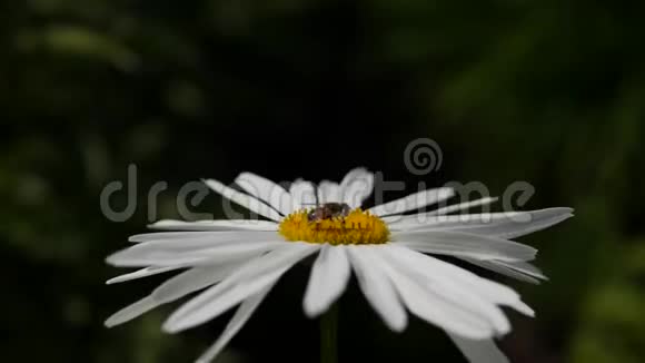 阳光明媚的一天一只蜜蜂坐在一朵雏菊上洋甘菊在晴朗的天气里随风摇曳自然森林视频的预览图