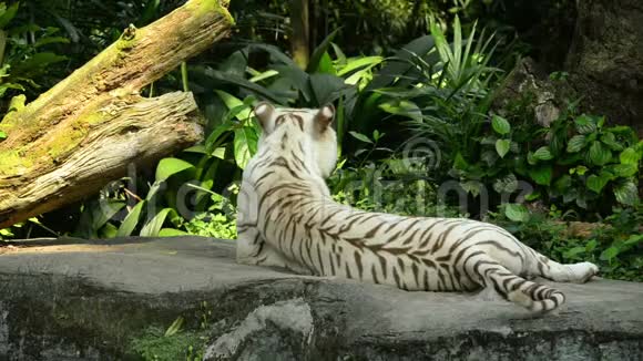白虎去动物园睡觉了视频的预览图