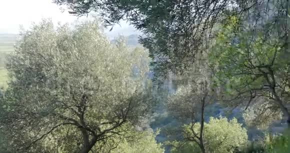 春天的橄榄树视频的预览图