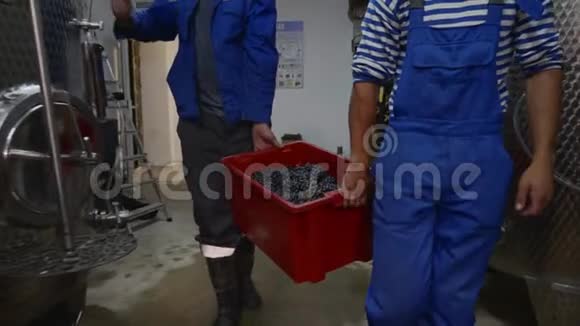 两个工人在酿酒厂生产室拿着一个带葡萄的盒子视频的预览图