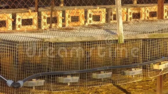 欧洲水貂包含在特殊装备的电池中裘皮动物的工业养殖视频的预览图