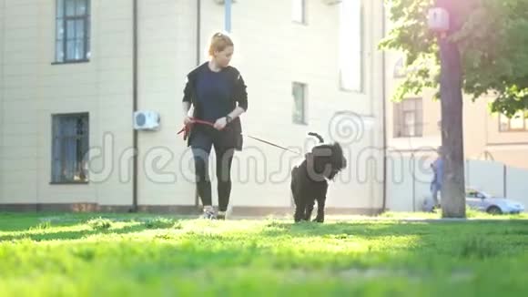 女孩和狗带着皮带穿过公园在树木和建筑物的背景下夏日视频的预览图