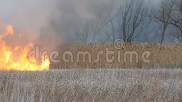 令人着迷的美丽景色燃烧干枯的高沼泽草是由自然火的火焰消耗对视频的预览图