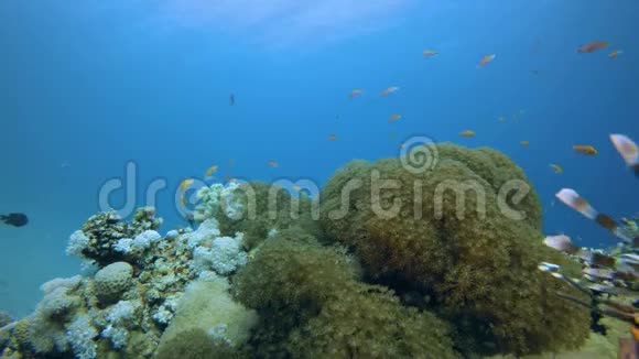 五颜六色的红海珊瑚狮子鱼视频的预览图