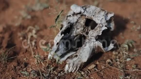非洲沙漠动物头骨的近距离观察视频的预览图