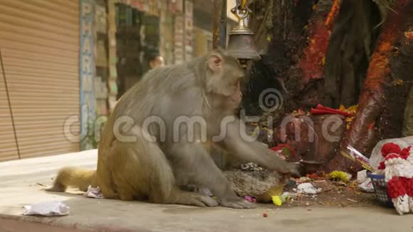 猴子在宗教寺庙附近的城市吃香蕉尼泊尔加德满都视频的预览图