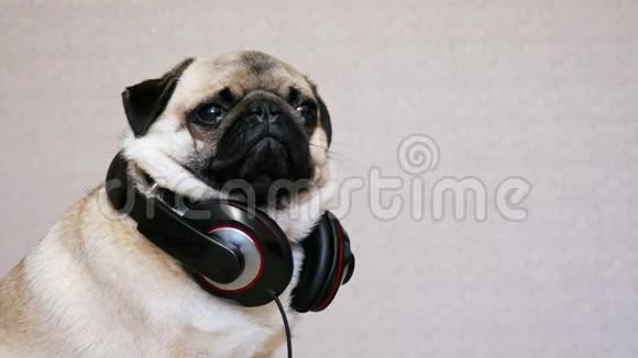 有趣的狗狗听音乐和大耳机的肖像视频的预览图