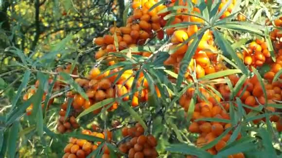 沙棘大树小树果沙棘科植物视频的预览图
