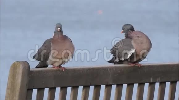 坐在长凳上的海岸木鸽视频的预览图