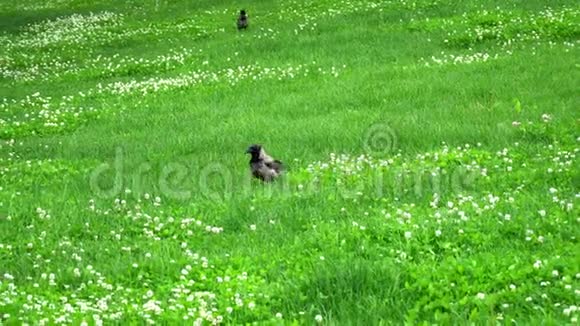 一只乌鸦走在绿色的草地上视频的预览图