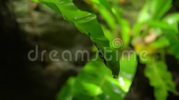 特写美丽的拍摄大片湿润的棕榈叶森林里的雨复制空间视频的预览图