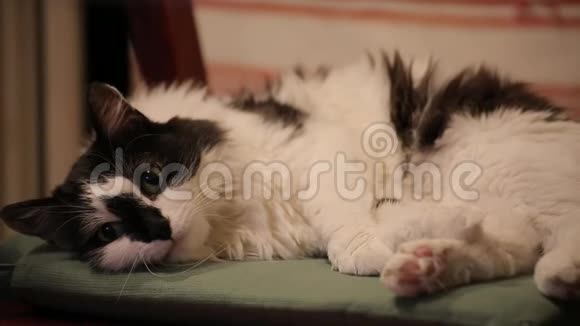 一只非常严肃可爱的黑白猫躺在椅子上看着相机动物的背景视频的预览图