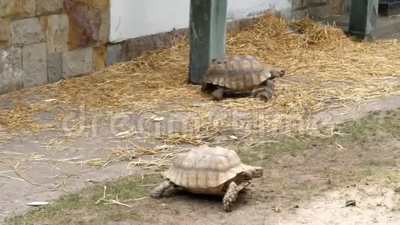 在动物园里大海龟在地上行走视频的预览图