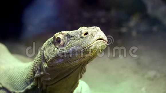科莫多龙特写镜头一只来自科莫多岛的蜥蜴一只大蜥蜴伸出舌头视频的预览图