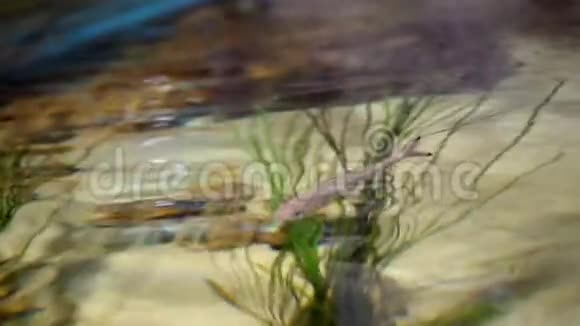 近看透过清澈的水面可以看到五颜六色的鱼绿藻水波的表面视频的预览图