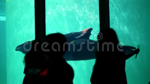 在水族馆动物园里一只大毛海豹游泳海象一场海狮表演看皮毛的观众的轮廓视频的预览图