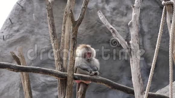 狒狒猴坐在树枝上默默地挠着腿户外夏日视频的预览图