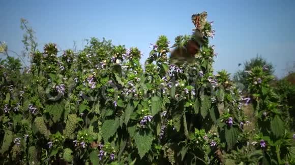 瓦内萨卡迪是一只著名的五颜六色的蝴蝶被称为彩绘女士世界性视频的预览图