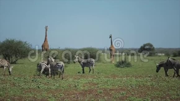 自然界的野生动物非洲炎热的夏天斑马和长颈鹿穿过田野视频的预览图