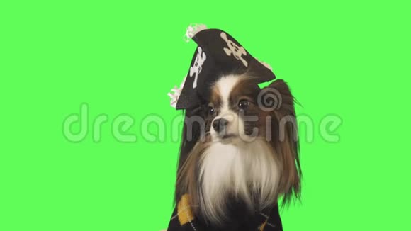 穿着海盗服装的漂亮狗狗帕皮隆正在看绿色背景的镜头录像视频的预览图