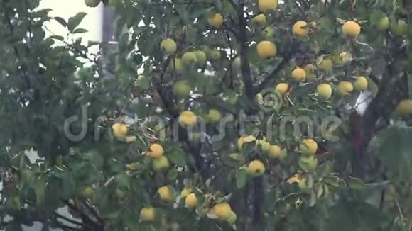 在细雨中微风吹拂着树枝上的美味苹果浅埋的场地视频的预览图